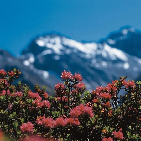 Berghof Sertig * Clavadel